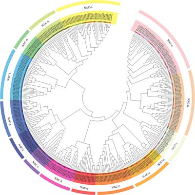 Genome-wide identification and comprehensive analyses of NAC transcription factor gene family and expression analysis under Fusarium kyushuense and drought stress conditions in Passiflora edulis